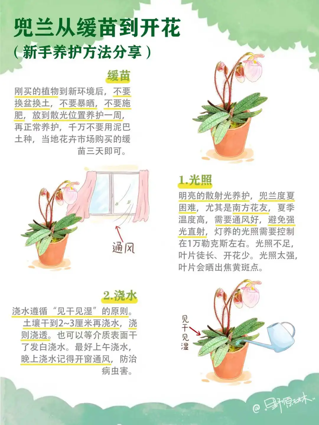 兜兰从缓苗到开花，新手养护方法分享