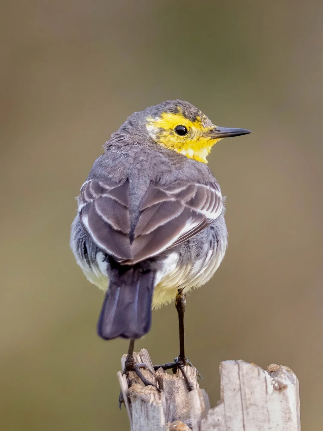 黄头鹡鸰的转身