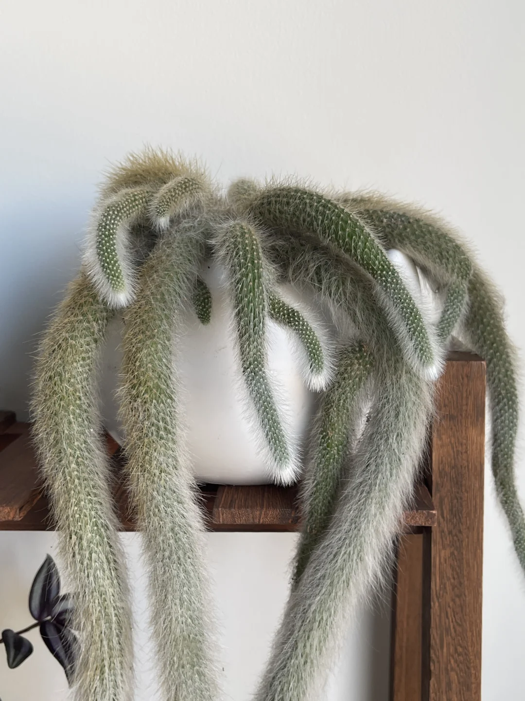 沙生植物