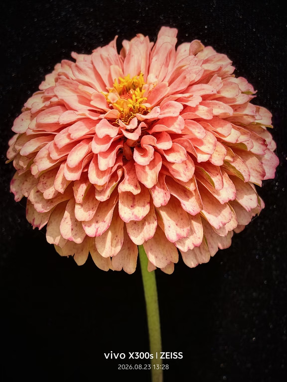 想看看你拍的花~