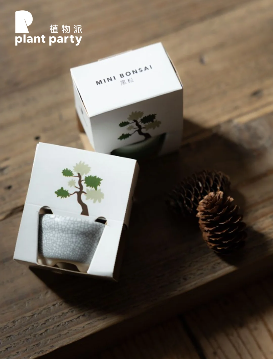 🌲速食时代，我选择从种子开始养一棵松树