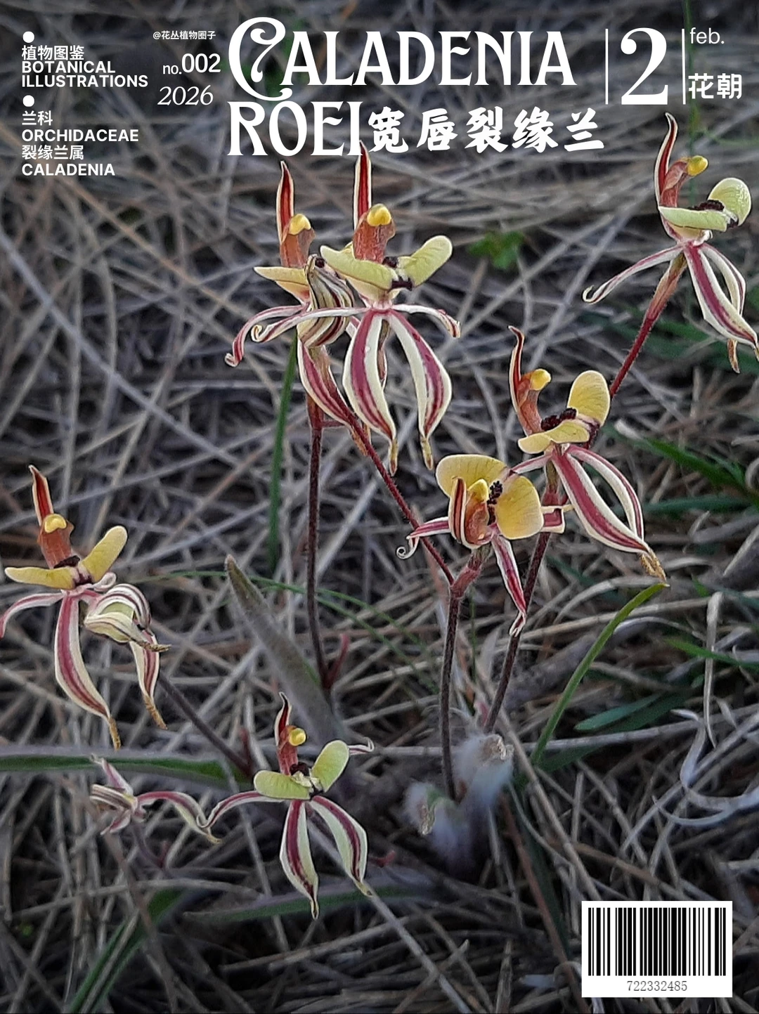 蚁兰Caladenia roei