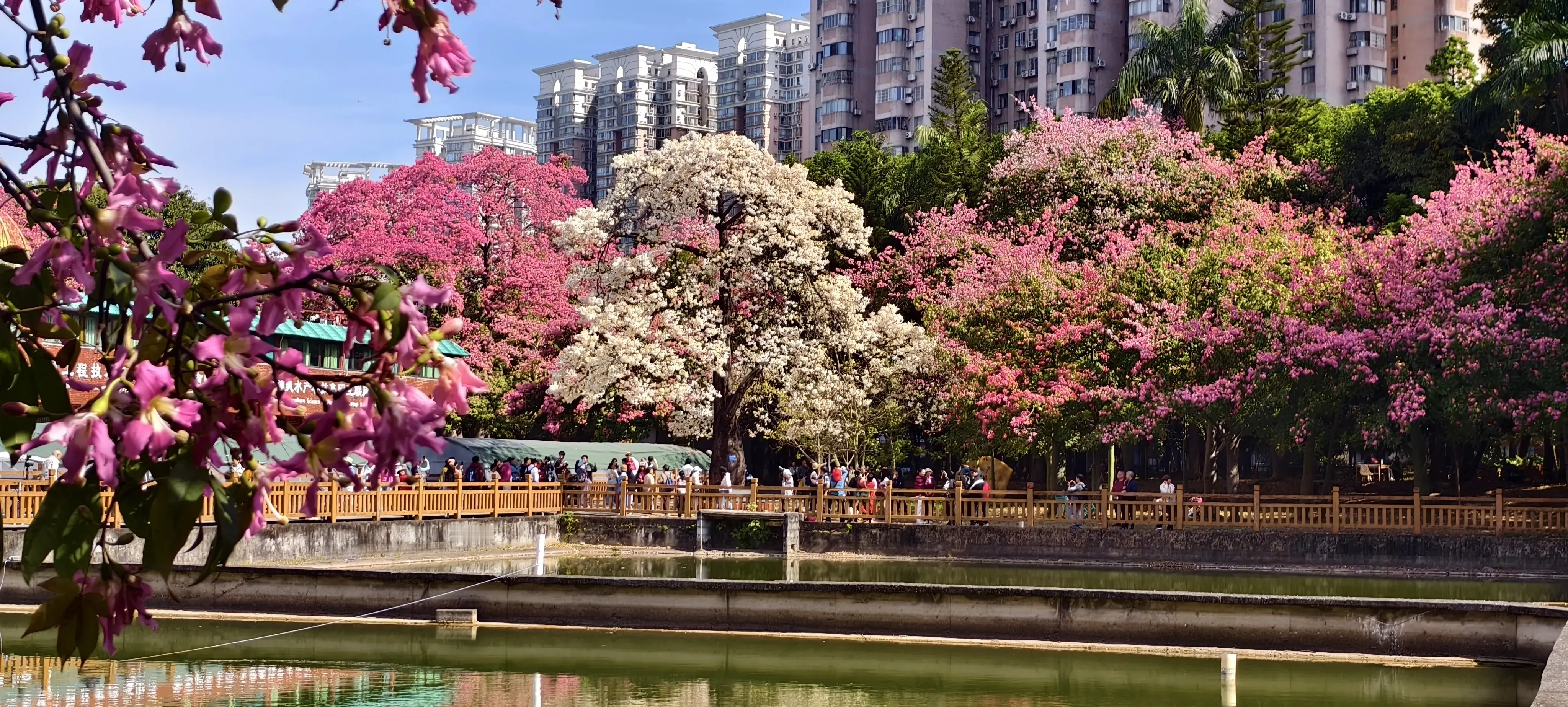 11——12月的广州石牌异木棉花海。