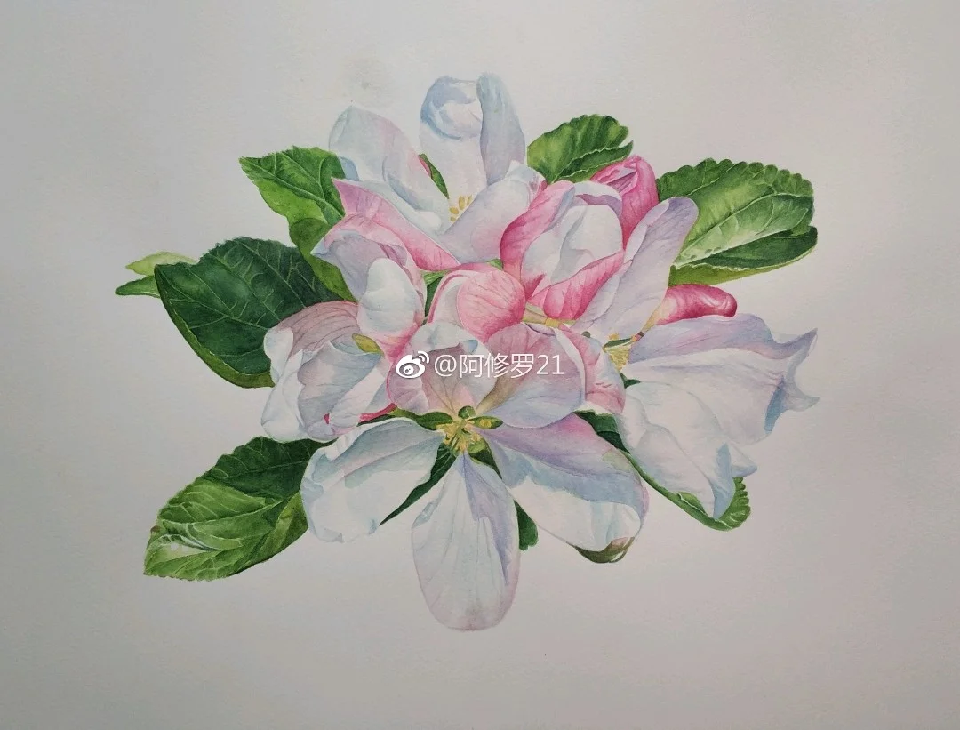 临摹木卮的苹果花