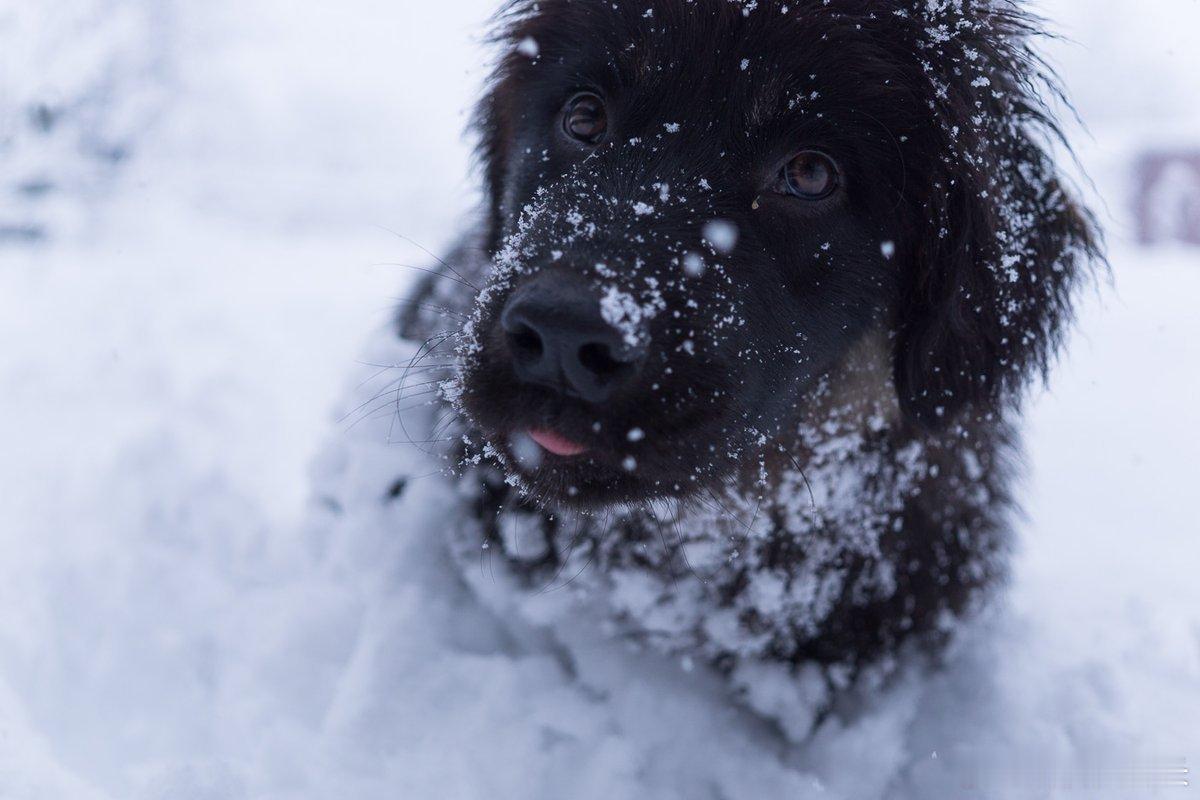 雪中的继承者
——一只萨尔普拉尼纳茨幼犬的生命序章

特兰西瓦尼亚的雪，在2021年3月还没有要停的意思。

喀尔巴阡山脉围拢着这片高原，像一圈沉默的指节。雪落在设防教堂的尖顶上，落在萨克森人七个世纪前砌起的石墙上，落在那些废弃的农舍和蜿蜒的车辙里。罗马尼亚气象部门在三月中旬发布了多次寒潮 ​