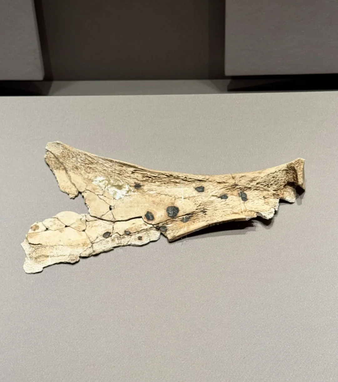 为数极少的夏朝卜骨