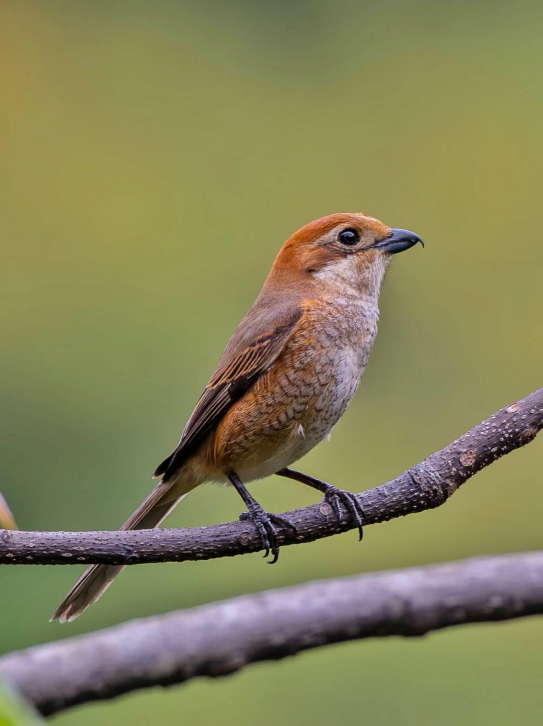 眼神清澈&长相秀气的小母牛
