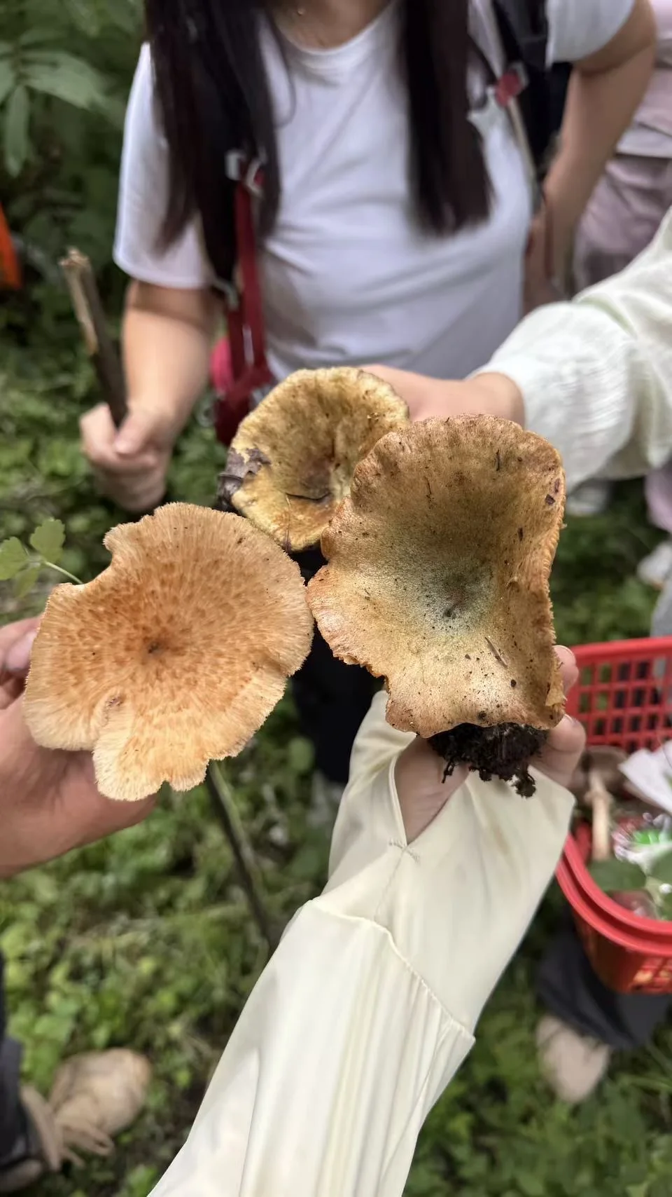 成都周边小众秘境｜捡菌子徒步，收获满满