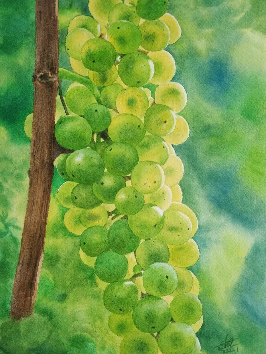 水彩 葡萄