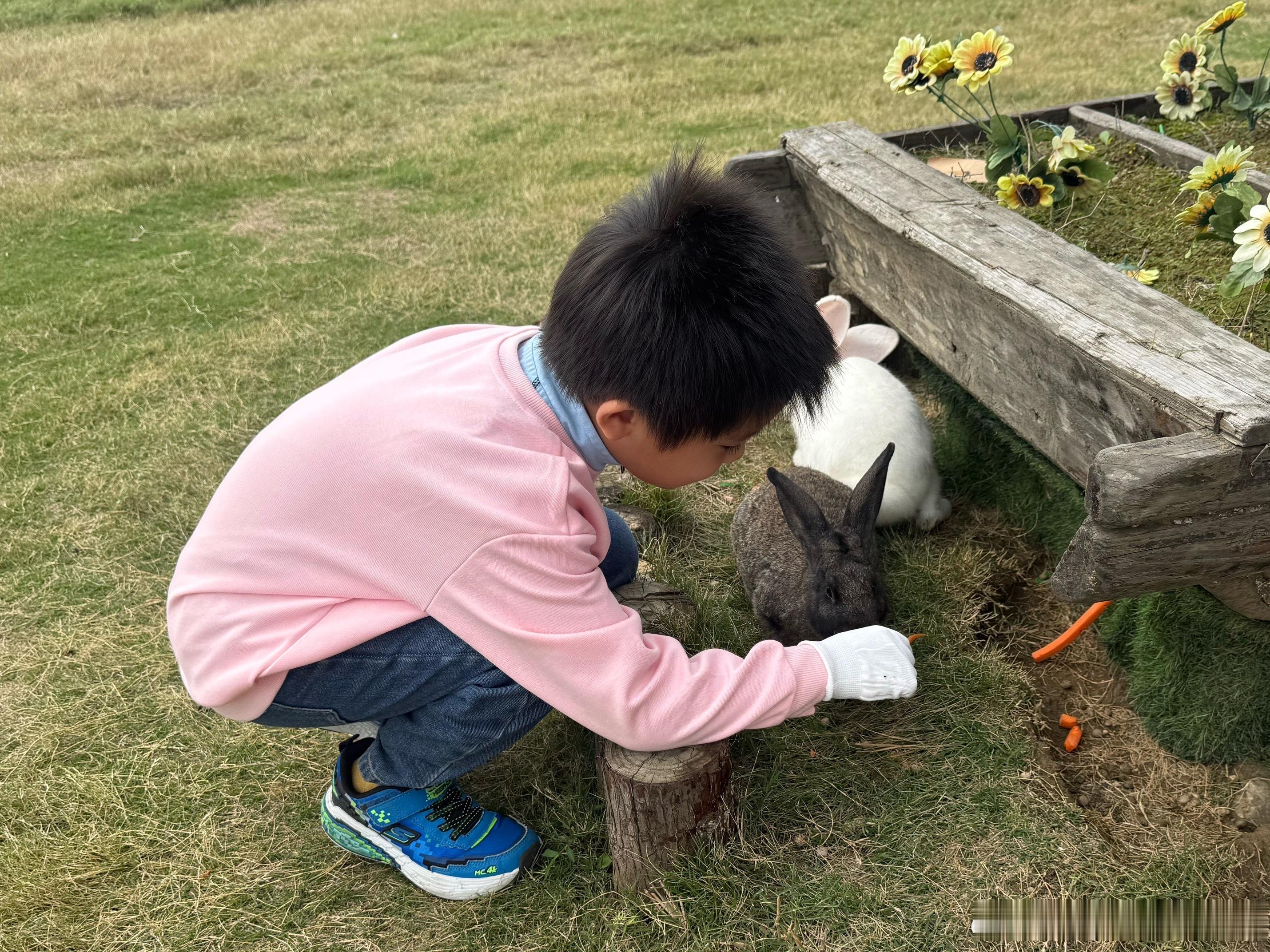 我们今天又去喂兔子啦！[鼓掌]达哥蜜宝萌娃养成记 兔子们很温顺。两大人两小孩进去喂兔子，送两双厚手套，送两包胡萝卜🥕，一共80 rmb。这性价比太感动了[捂嘴哭]位置在空港，所以头上时不时有大飞机✈️飞过，喜欢飞机的宝宝真的看美了[good]  ​​​