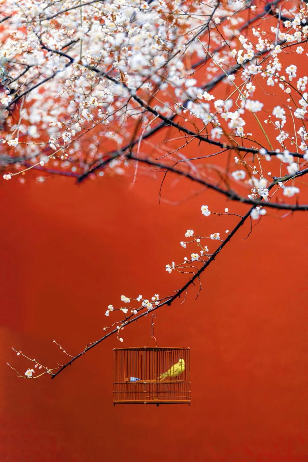 2026杭州梅花开了‼️推荐12个杭州绝美赏花地