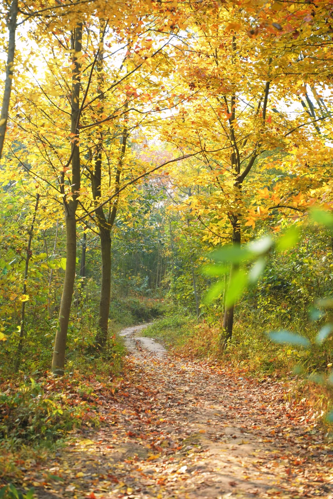 成都0.5h ‼️人少小众轻徒步赏秋路线🍁