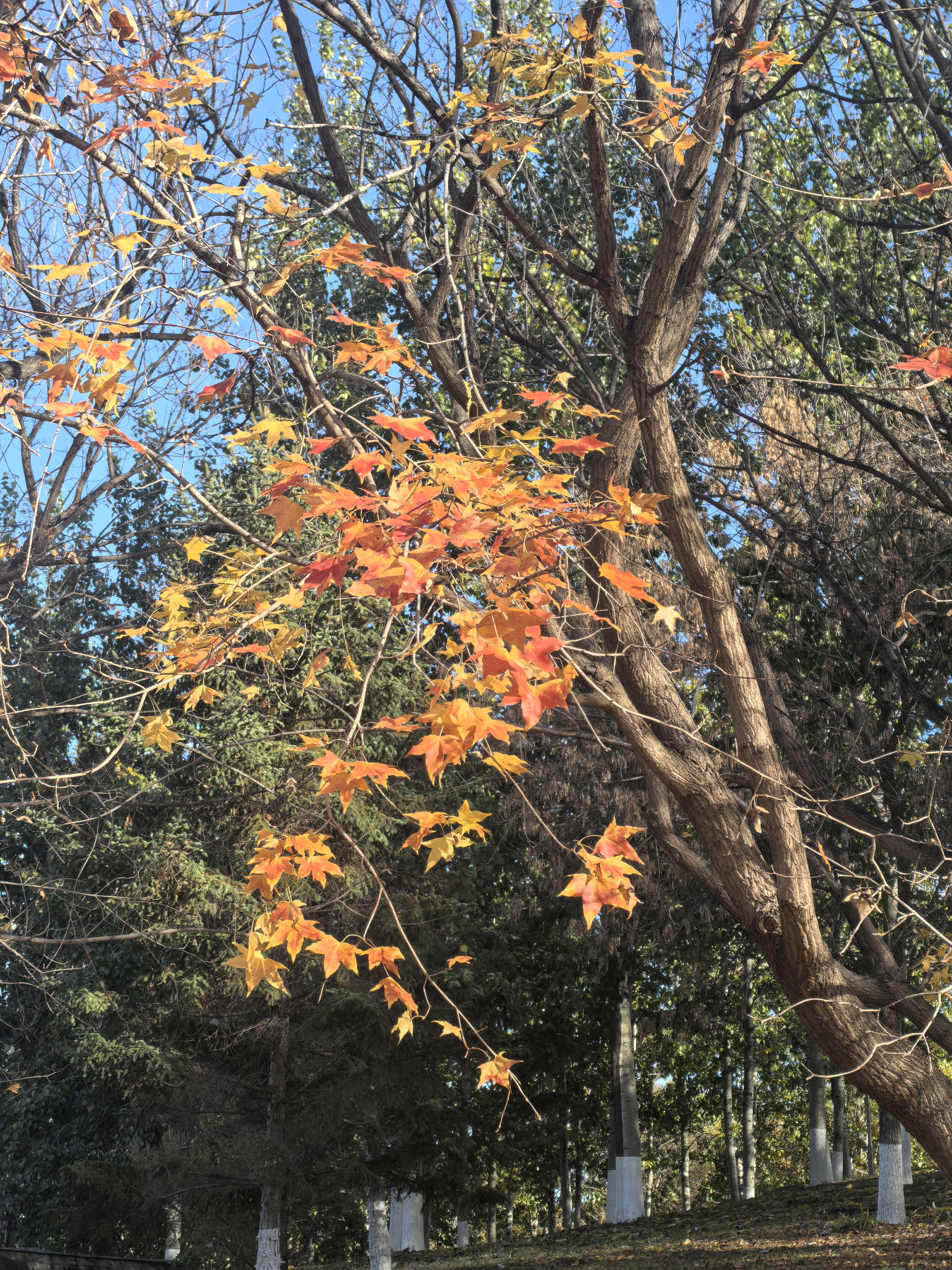 真正美女，着实好看，仪态优雅，发声似水微波，是别的年龄段不可替代的[比...