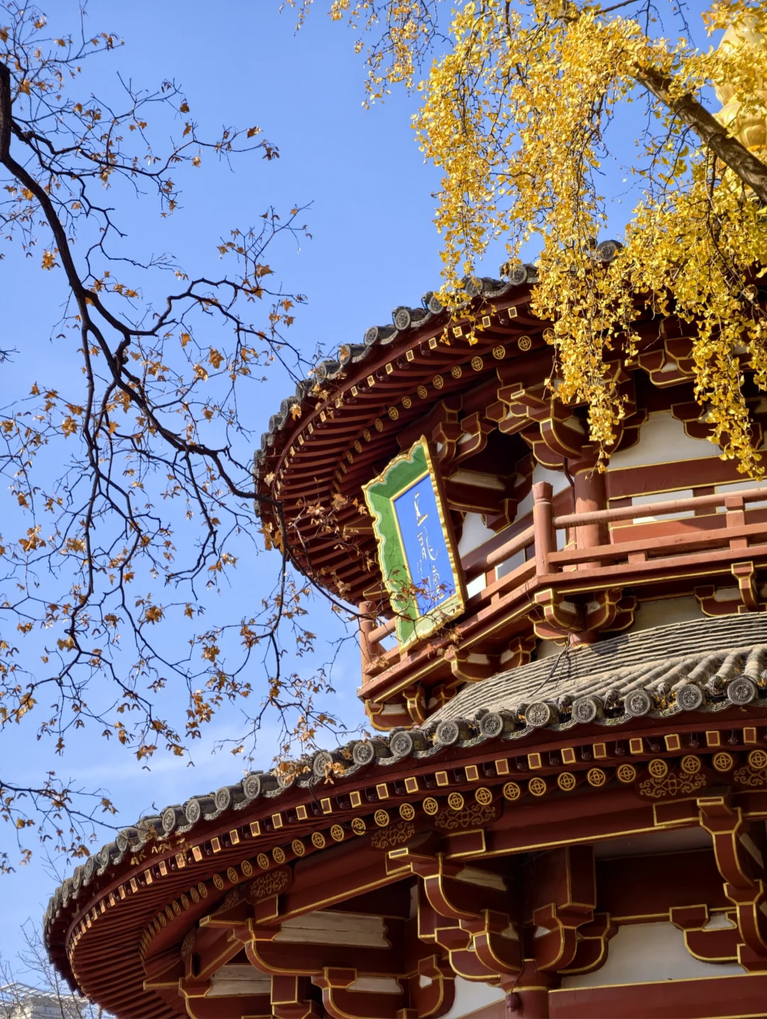 兴庆公园的银杏亭🔥火了