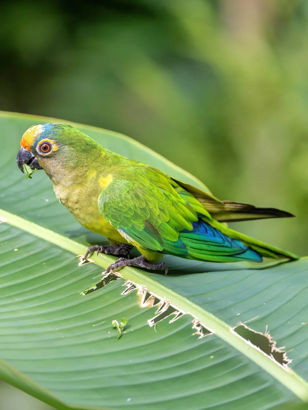 粉嫩粉嫩的粉额鹦哥