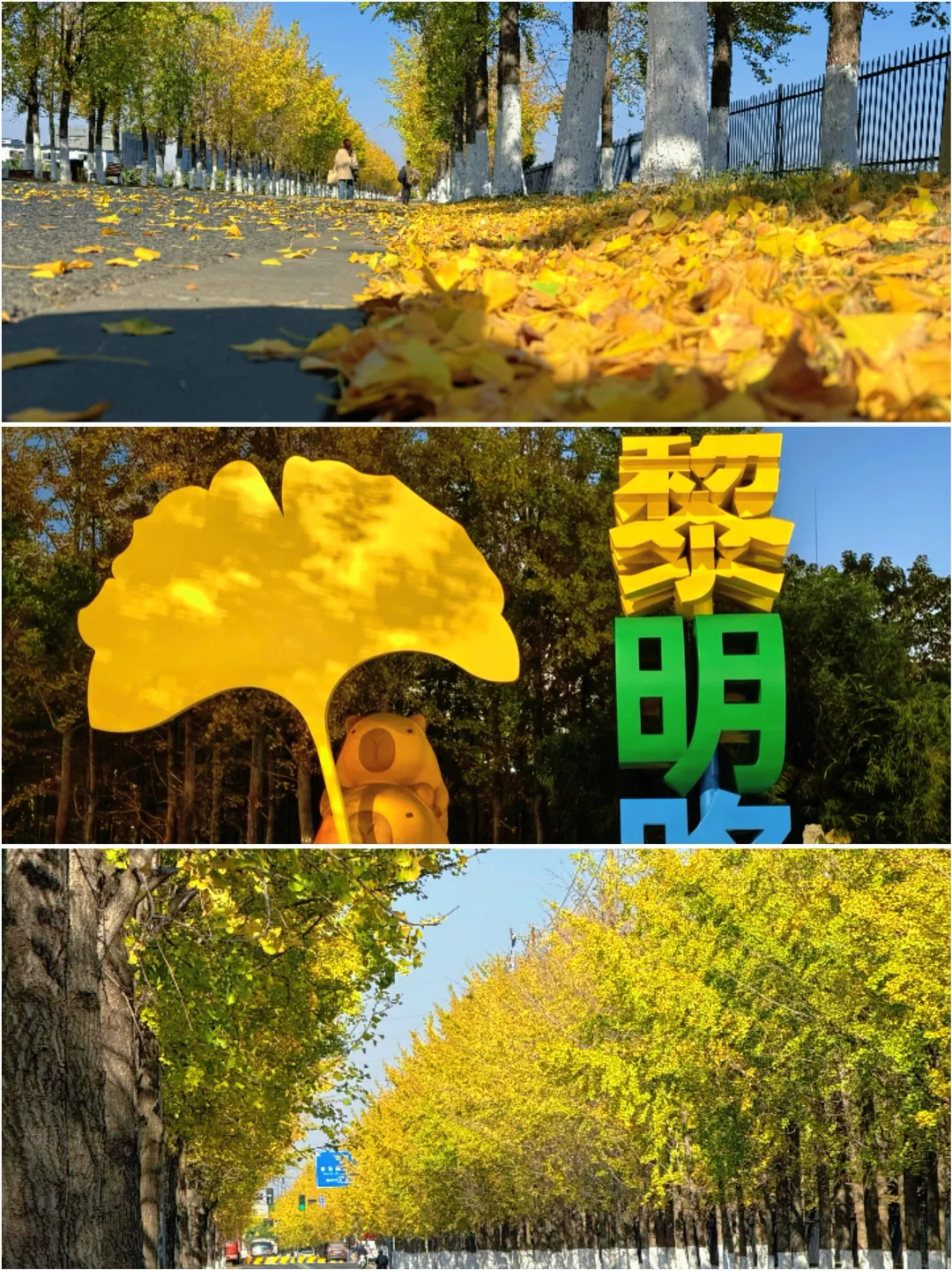 🍃昆山花桥黎明路｜闯入冬日金色童话✨