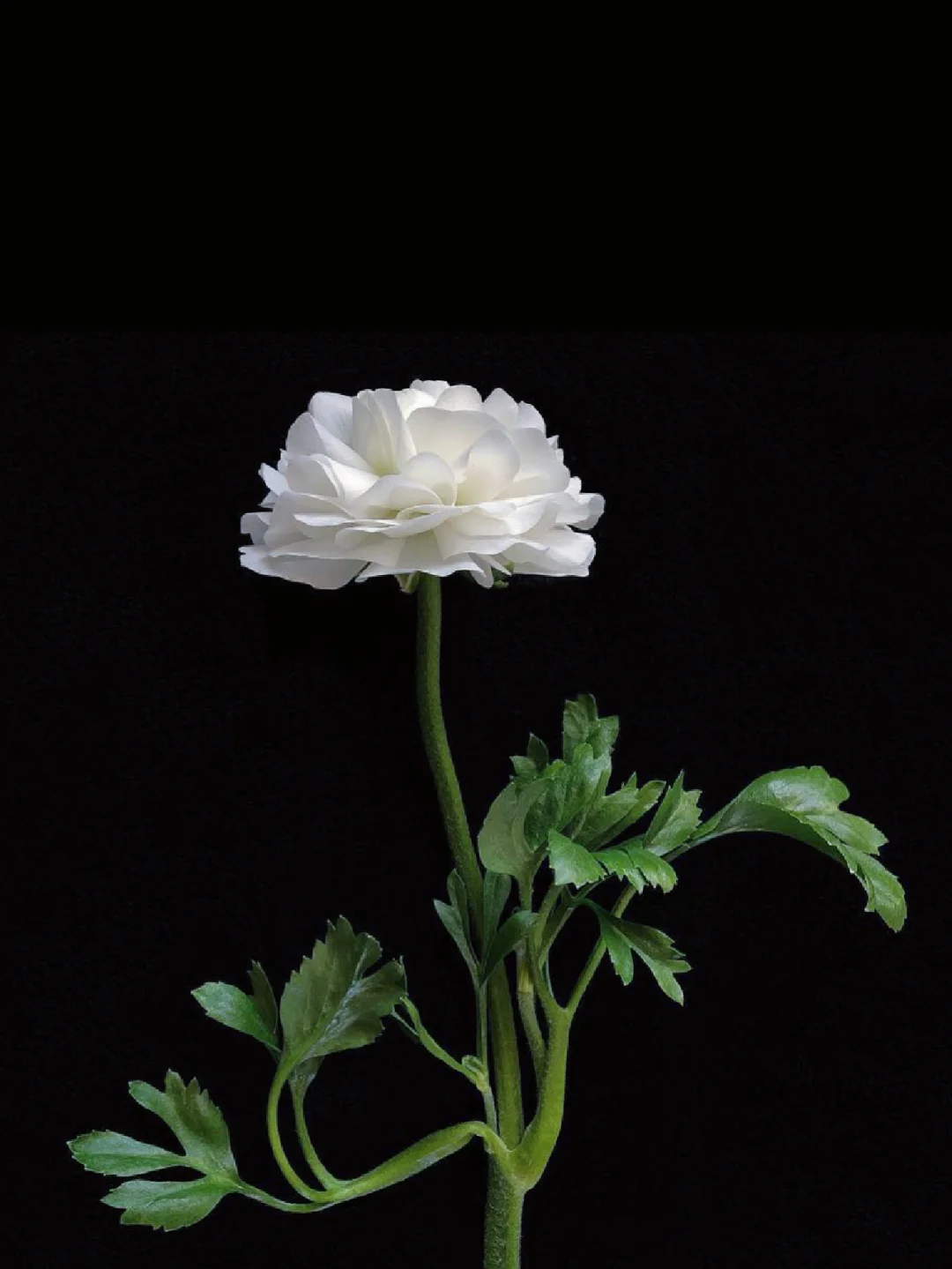 左滑👀带你看洋牡丹后空翻