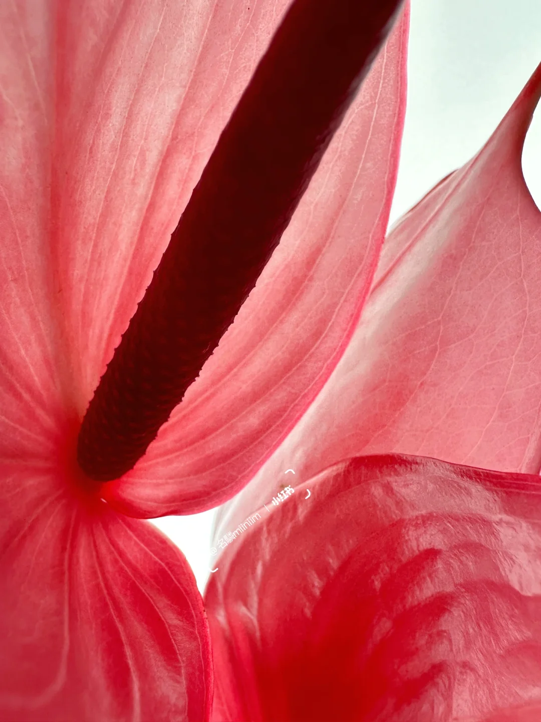 花材分享｜是凝固的烛火🔺