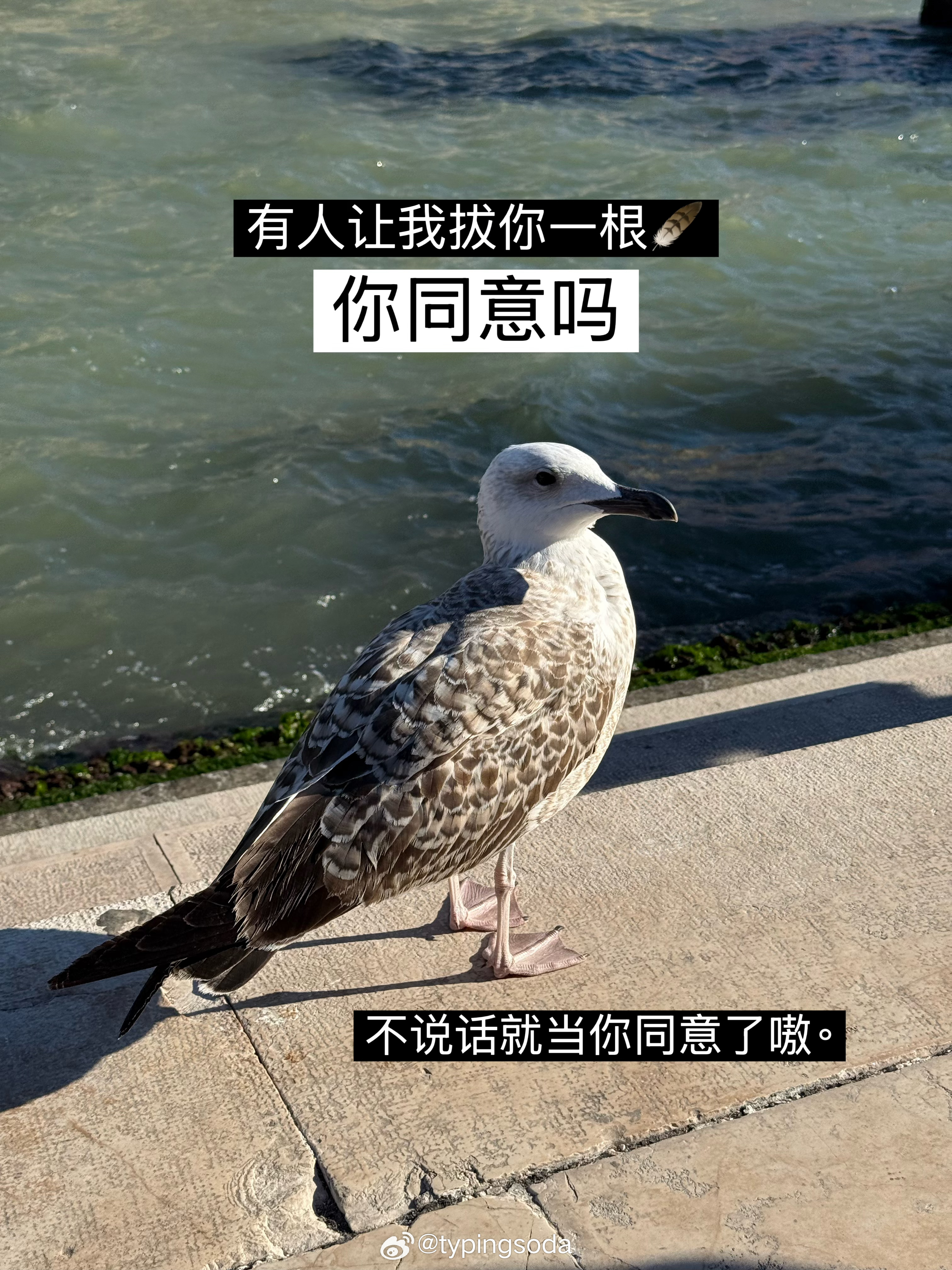 怒花八百火车票但蜻蜓点水威尼斯 
没买上小猫面具也没吃上提拉米苏
就这么笨笨出行、、 ​