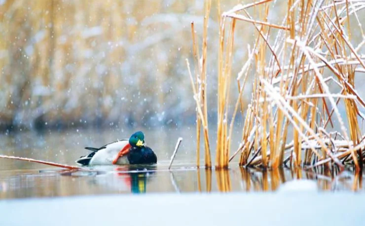 一种常见却很少有人了解的鸟——绿头鸭