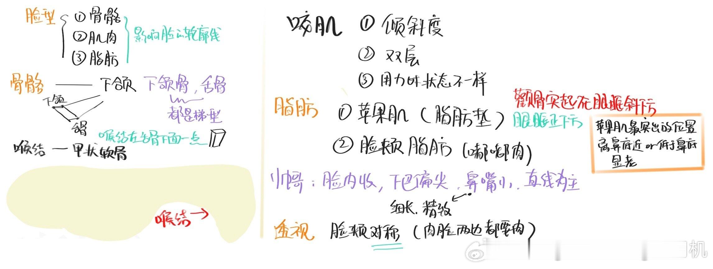 #调调头像课# 
day 37
脸型笔记
补卡：不可抗力，七月份的时候发烧生病了 ​