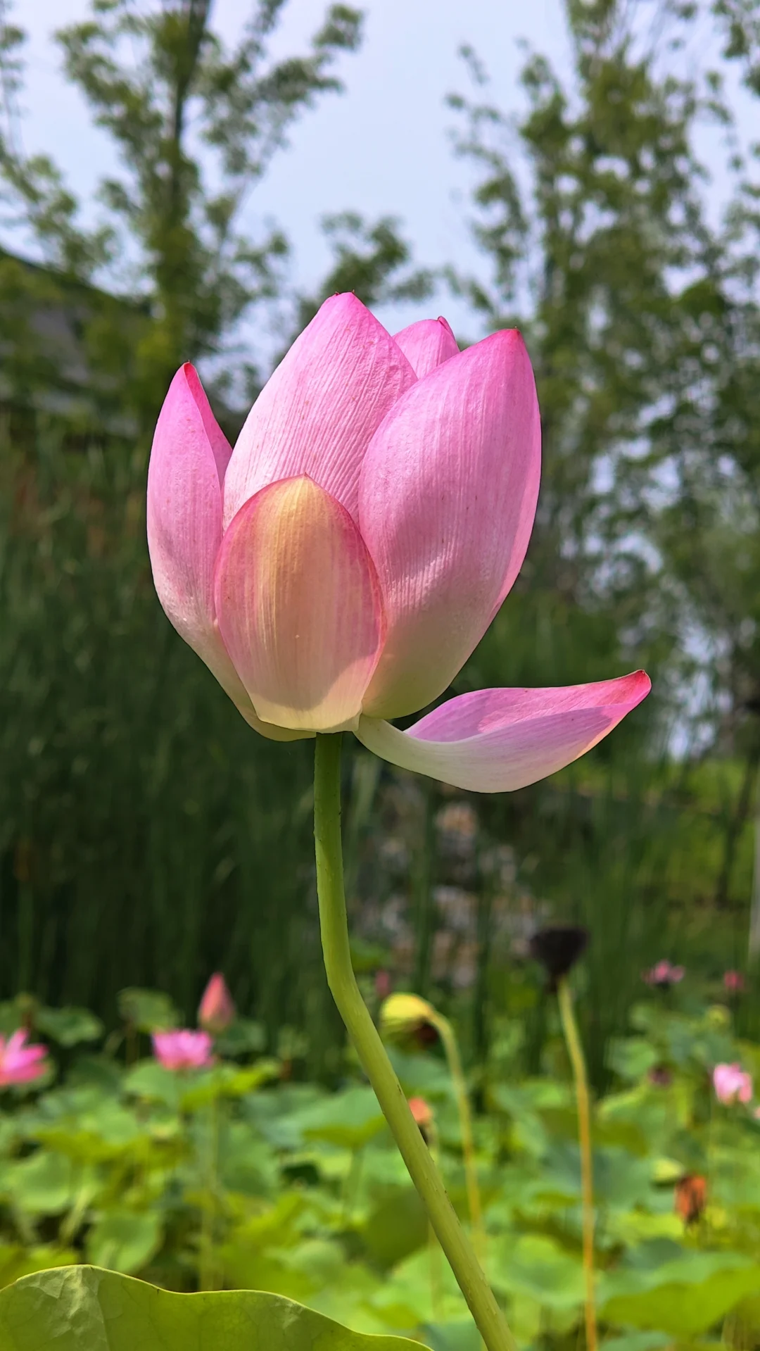 今天准备去圆明园看荷花