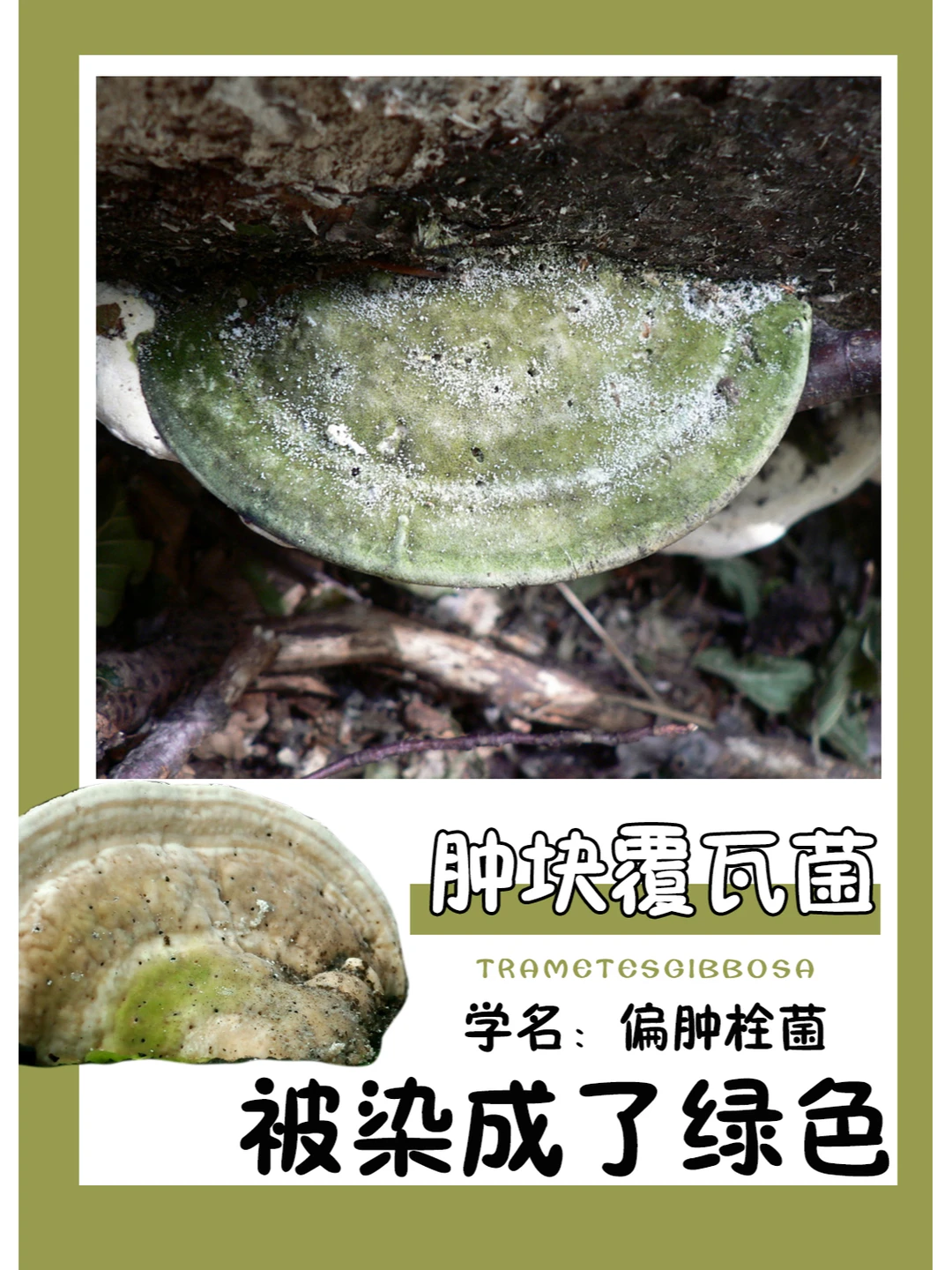 被青苔染成了漂亮的绿色