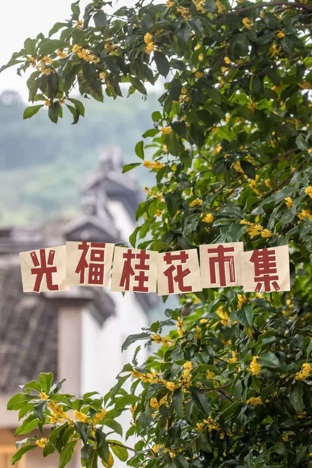 同袍速冲‼️光福桂花市集：打桂花+围炉煮茶