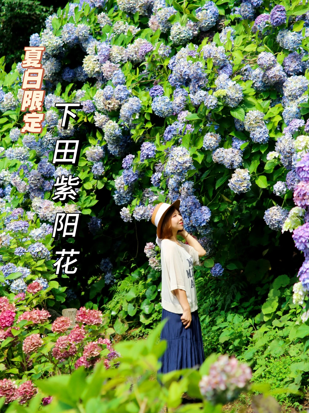 这里藏着15万株紫阳花，人却少到不敢相信