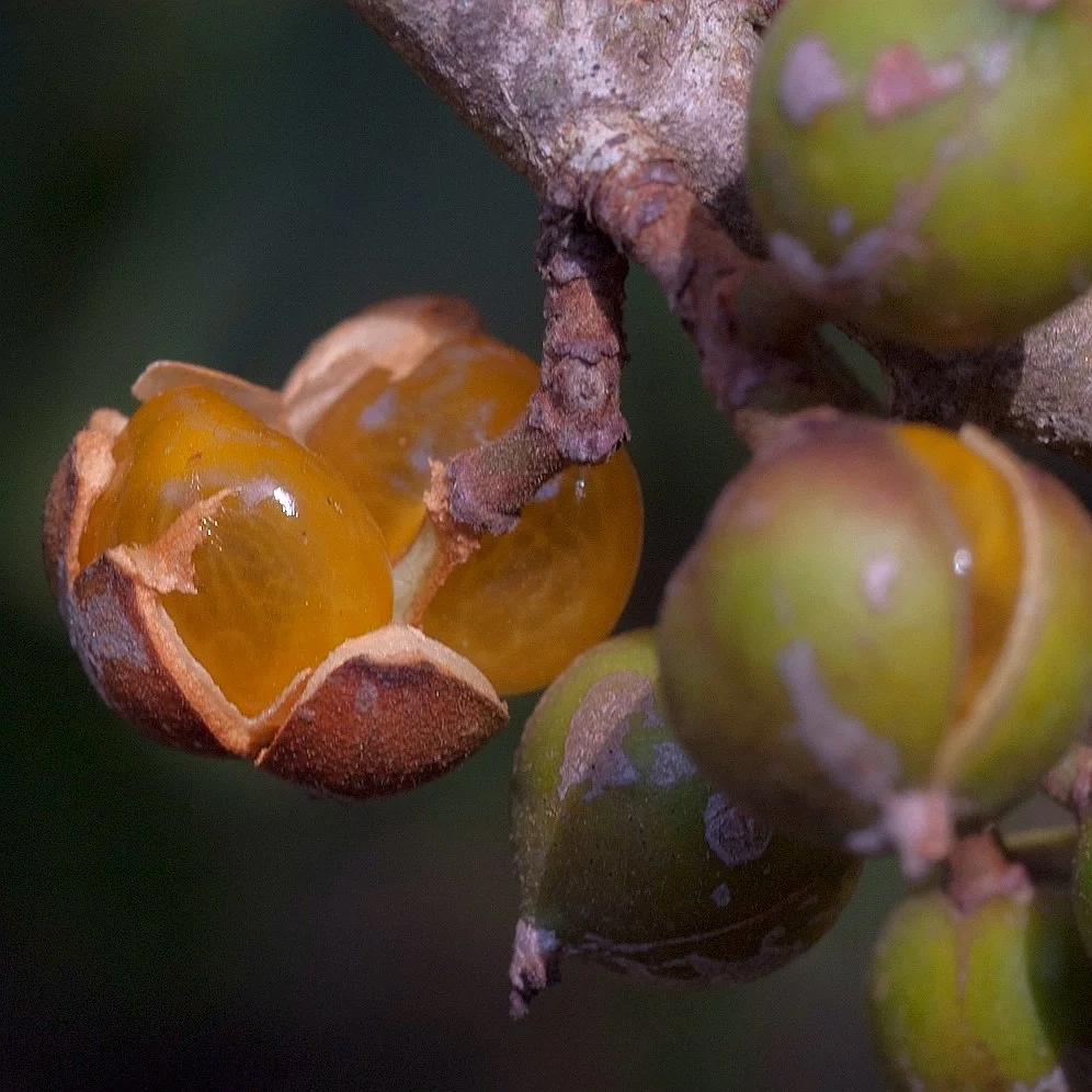 稀有小浆果 Aporosa Lindleyana