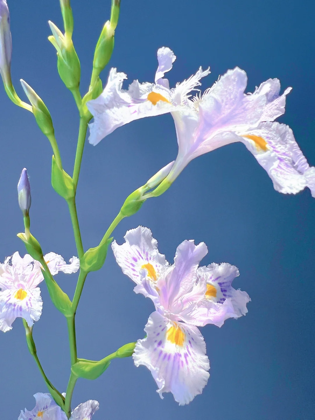 带你每天认识一种鲜花30｜扁竹兰