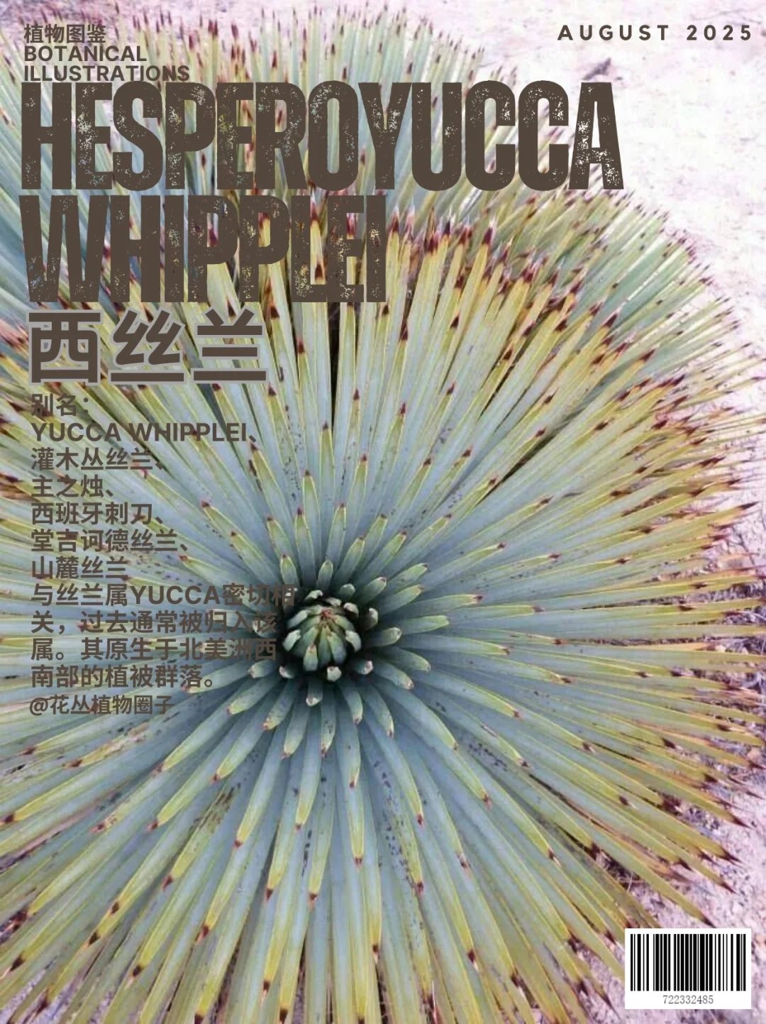 堂吉诃德丝兰hesperoyucca whipplei