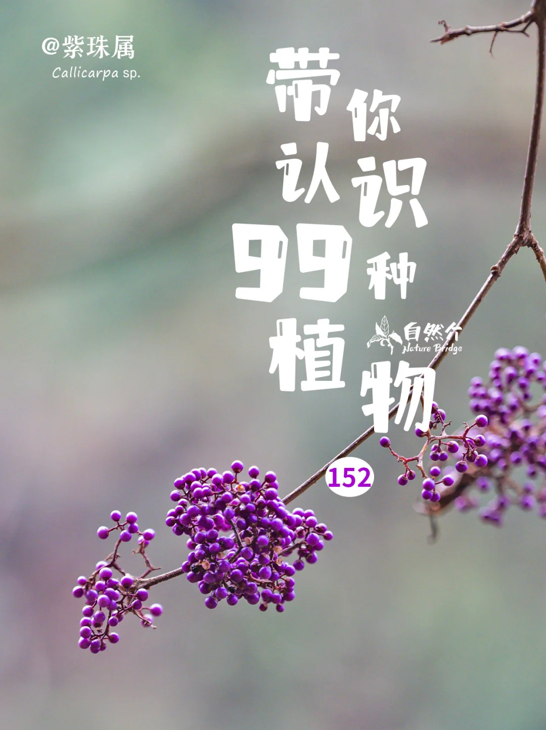 带你认识99种植物