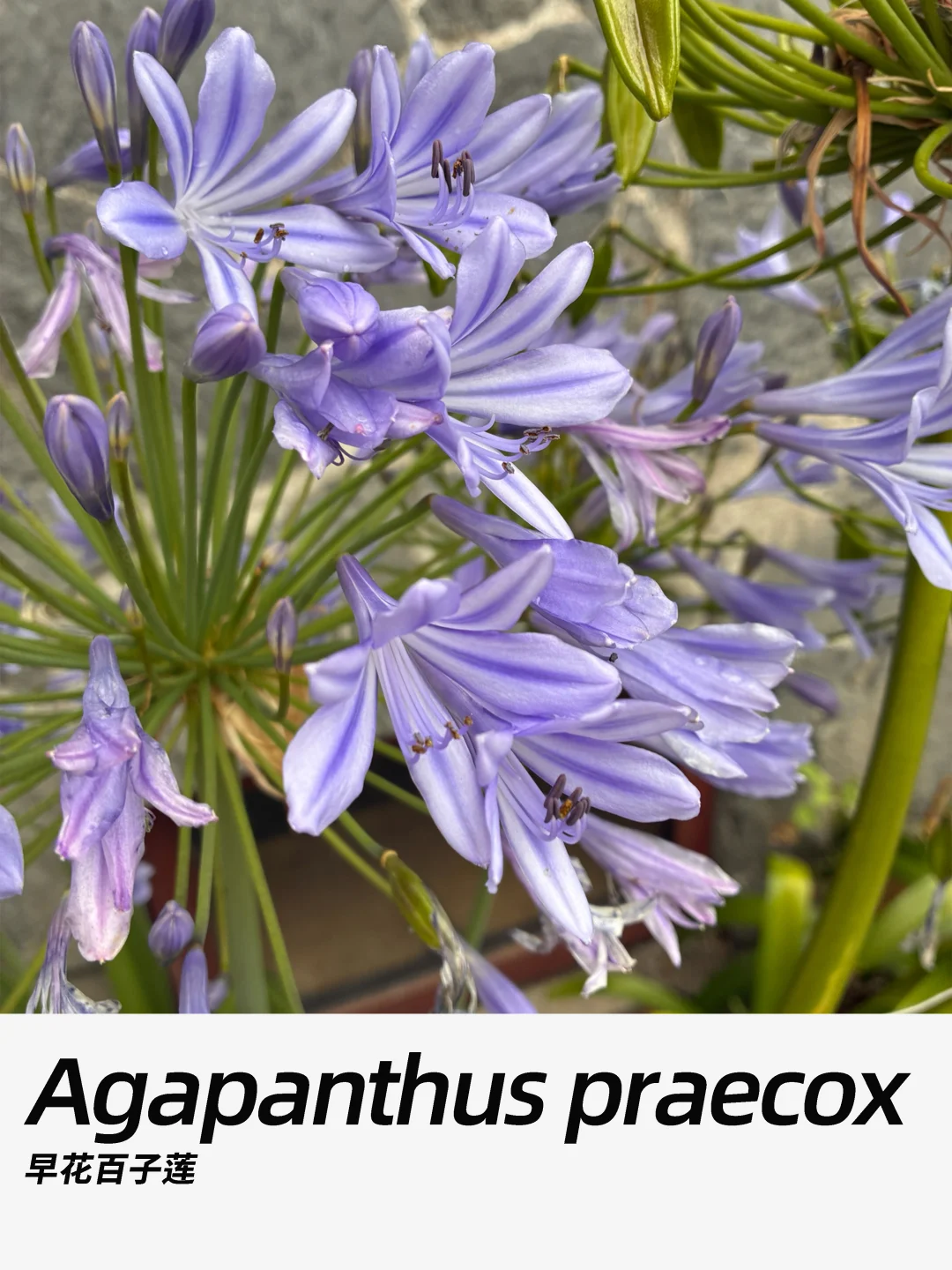 带你每天认识一种花材432｜早花百子莲