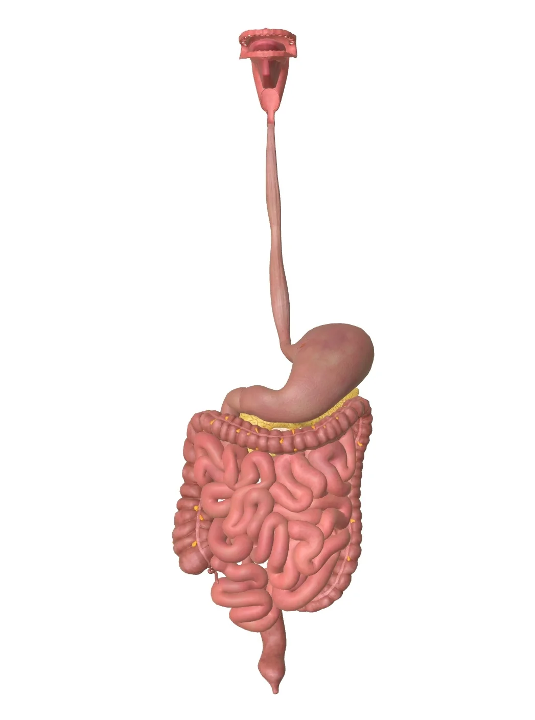 空肠曲杆菌的感染，会增加焦虑行为，焦虑行为又会推进慢性炎症。