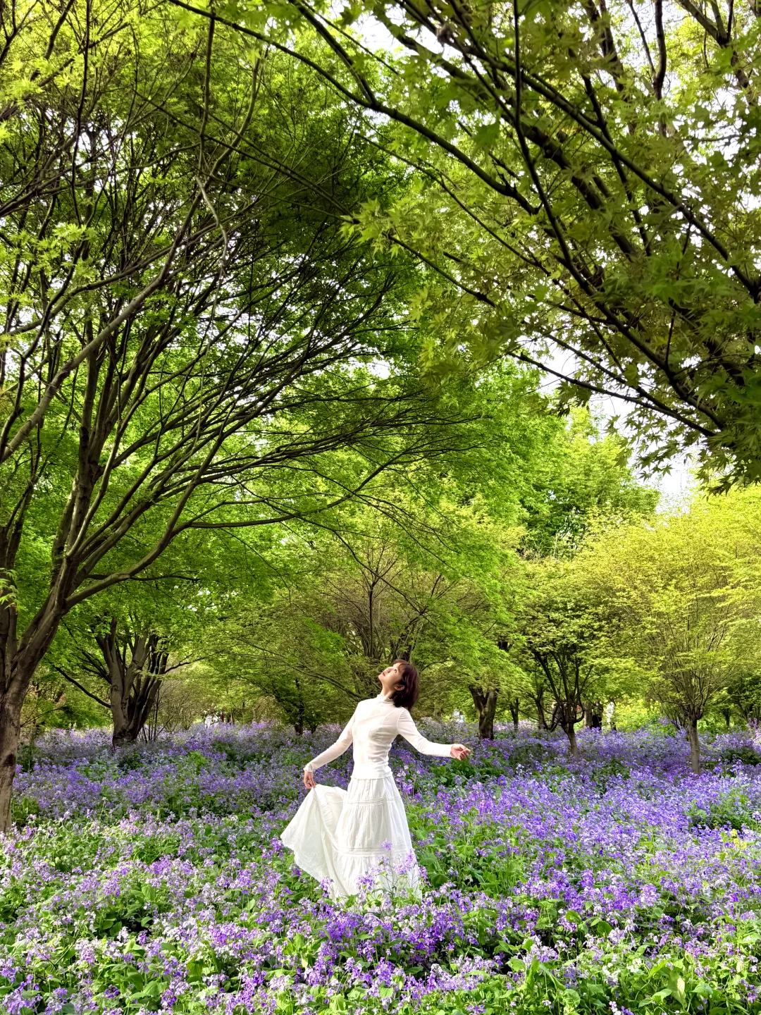 3.20实拍！！成都！！这里的二月兰真的杀疯了……