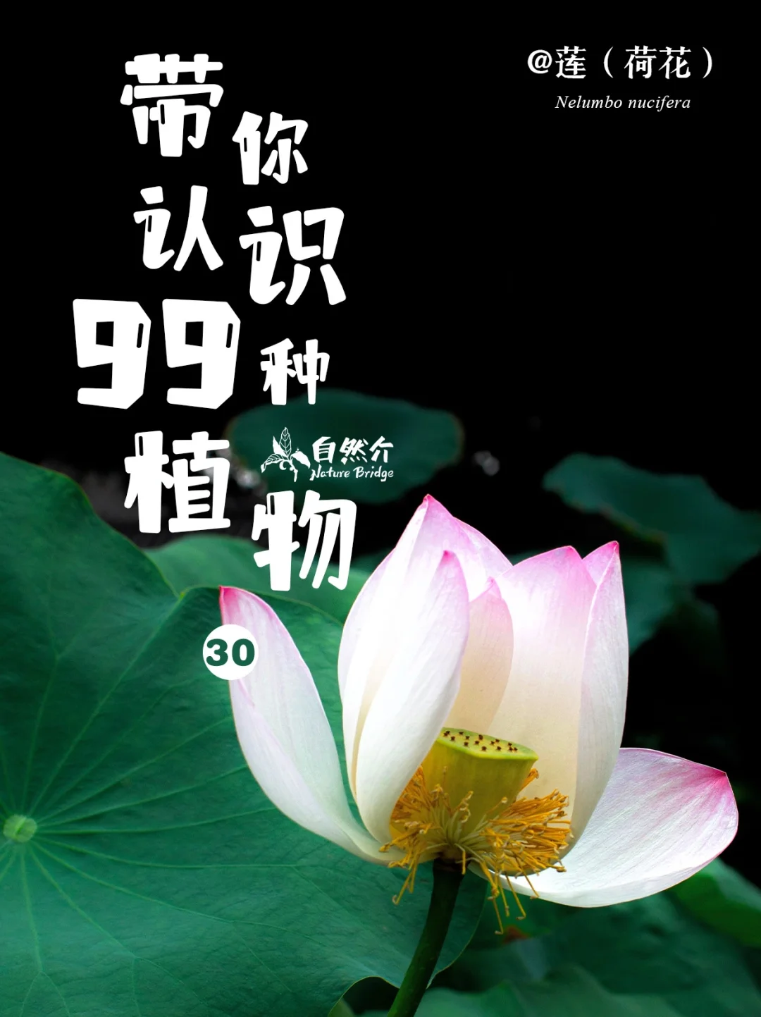 带孩子认识99种植物