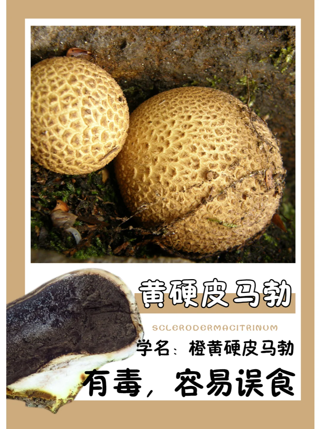 虽然很奇怪，但是会被误认成松露~