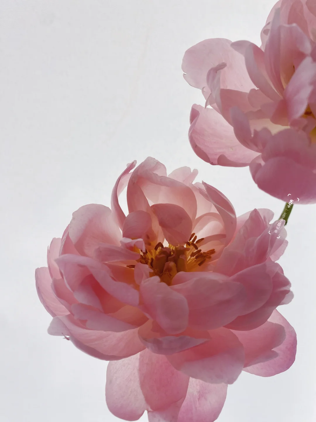 花材分享｜反季节芍药 🌅落日珊瑚