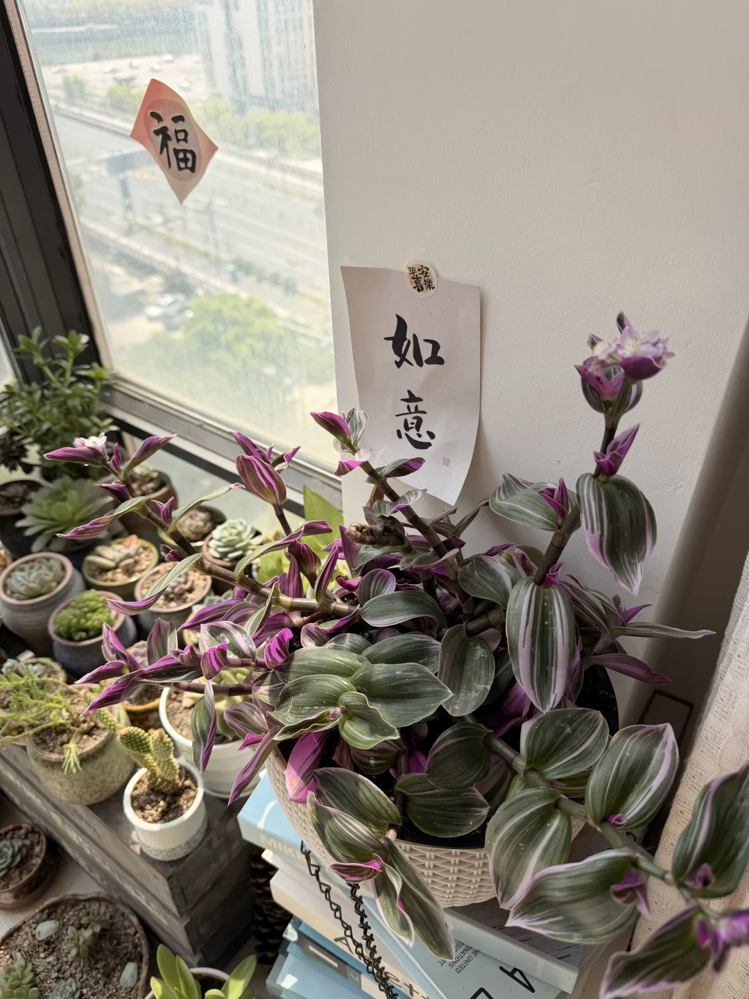 开花的婚礼油画吊兰我也是拥有了好仙