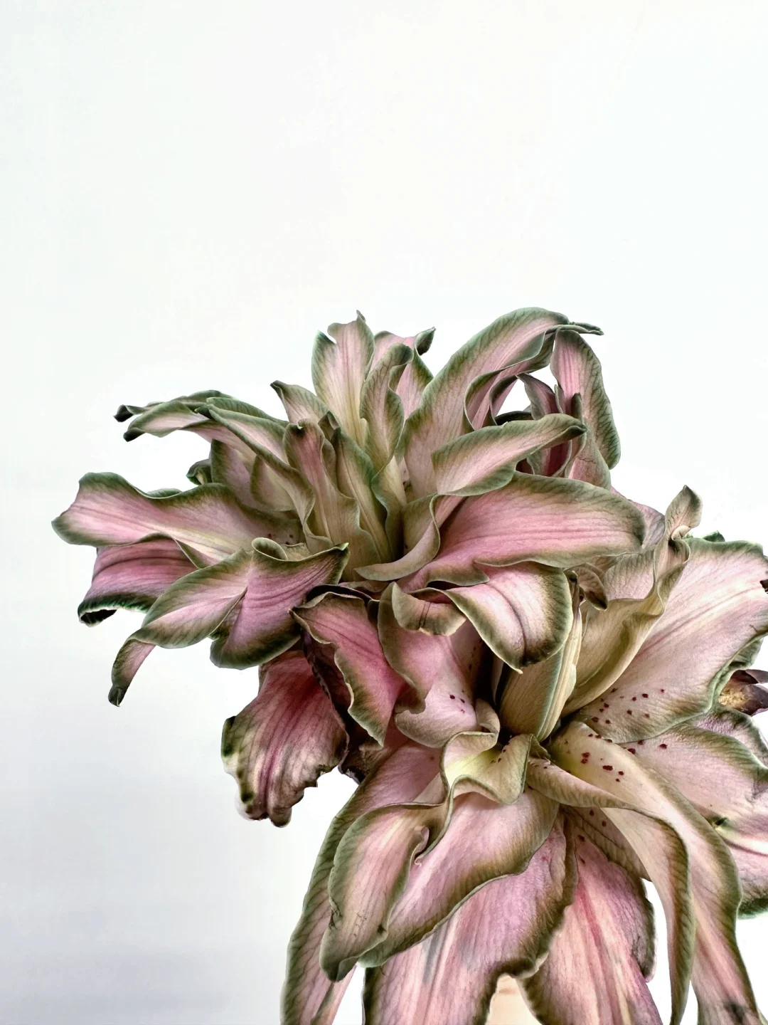 吸色百合｜粉绿撞色真的好美！🍃