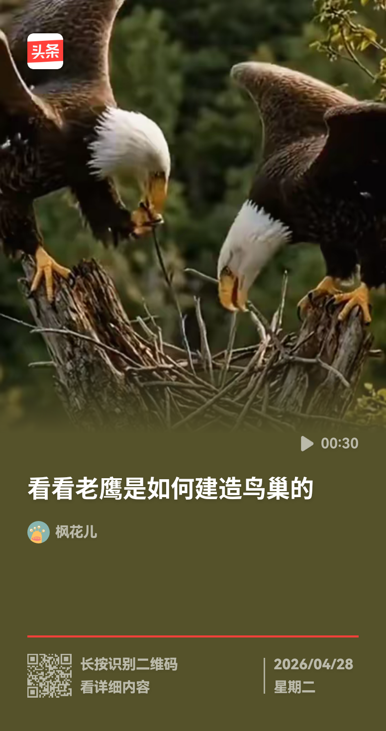 老鹰盖房子(转发)