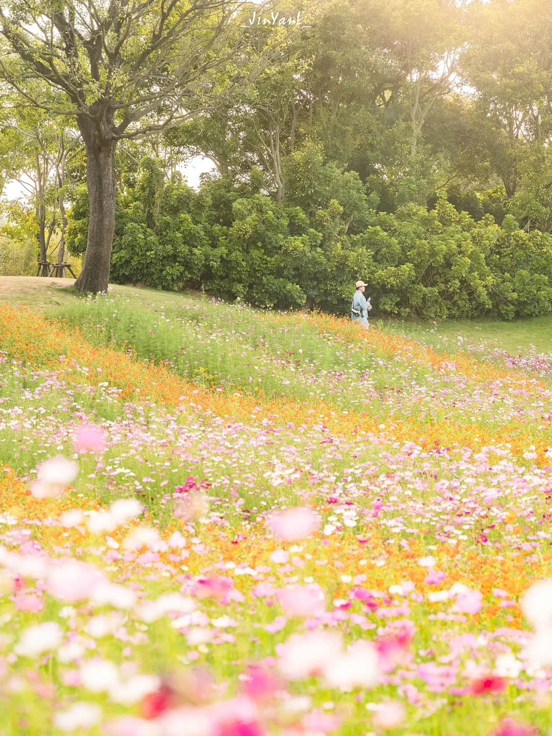 预测厦门这片日落花海将成为国庆浪漫顶流‼️