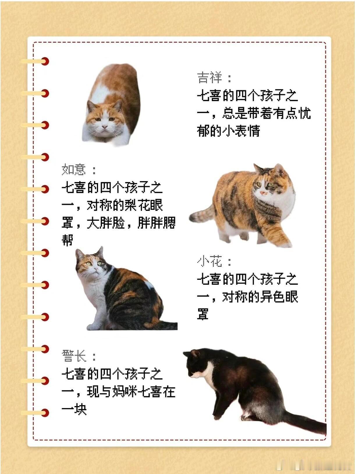【故宫里的“带爪侍卫”猫咪】故宫，是藏龙卧虎之地，而故宫里住着的两百多只猫那可不简单，它们并非普通流浪猫，而是拥有数百年编制历史的“带爪侍卫”，白天睡觉晚上巡逻，默默守护着故宫免遭鼠患。原来故宫住着两百多只猫 ​​​