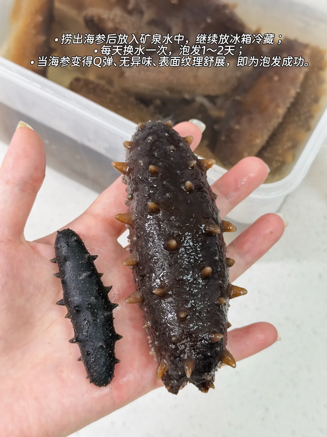 ✅ 0失败海参泡发教程｜家庭常用7步法