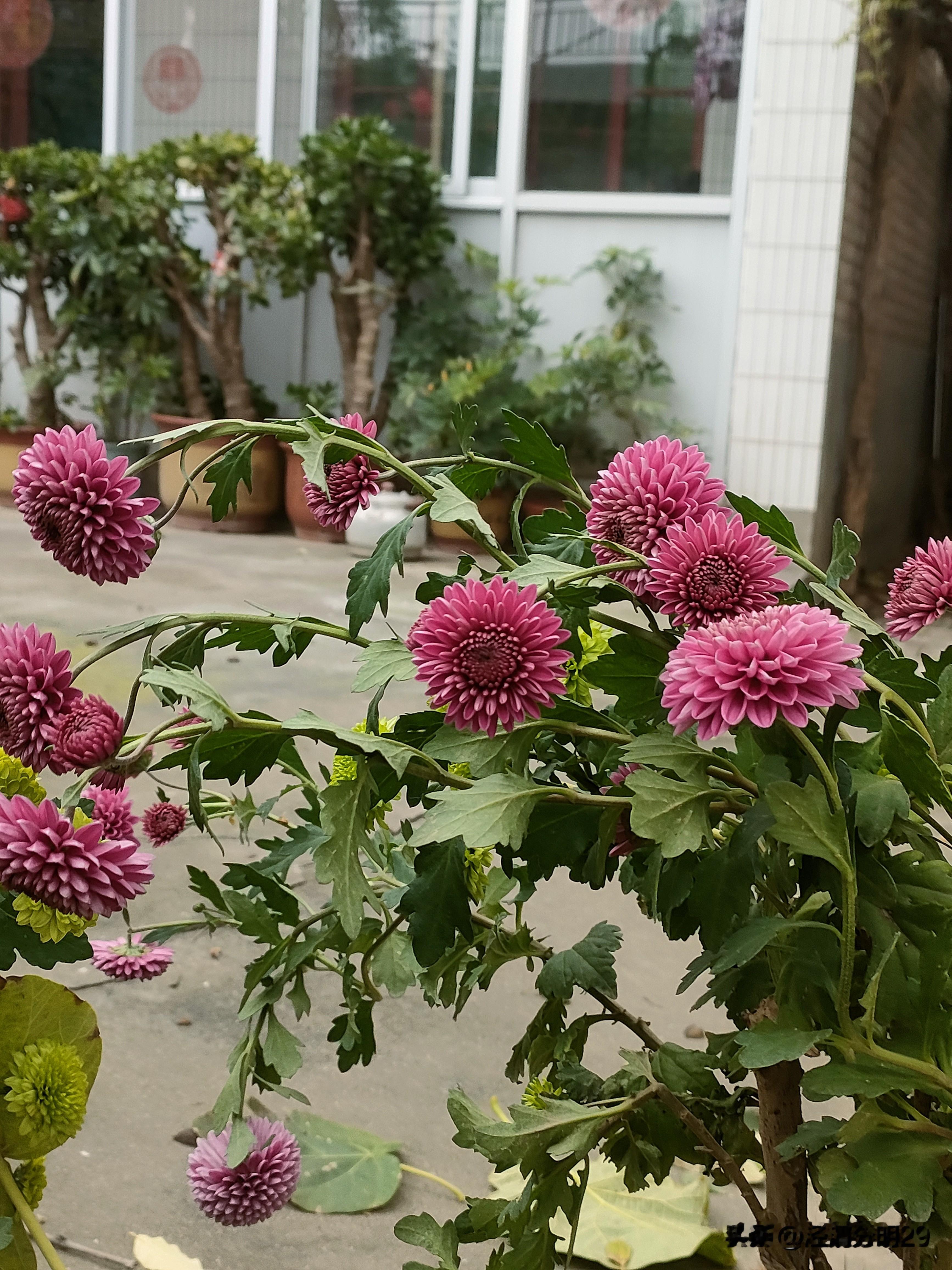 再说“面子”          ——你理解的“面子”到底是什么？（原创...