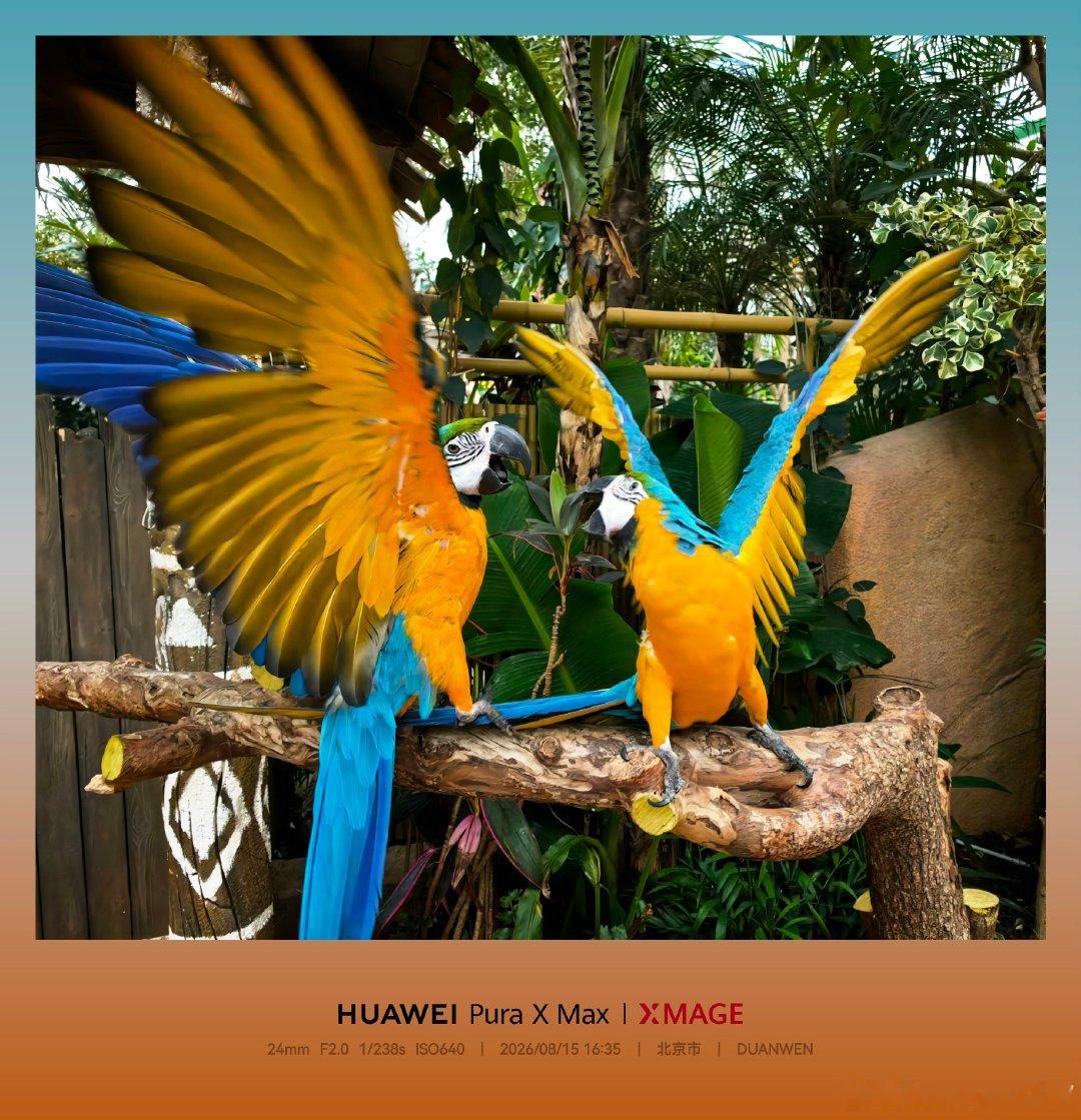 鹦鹉●聊到开心处，展翅欲高歌
设备：HUAWEI Pura X MAX
后期：鲜艳
别管镜头，忽视围观的眼光，纵情欢歌跳跃吧。不过，作为观众来说，我喜欢它绚丽的羽毛，展翅的风姿，但对其歌声，实在难以恭维。它的叫声，的确只是“叫声”，而且刺耳。
#手机摄影[超话]##夏日色彩计划##华为影像xmage# ​