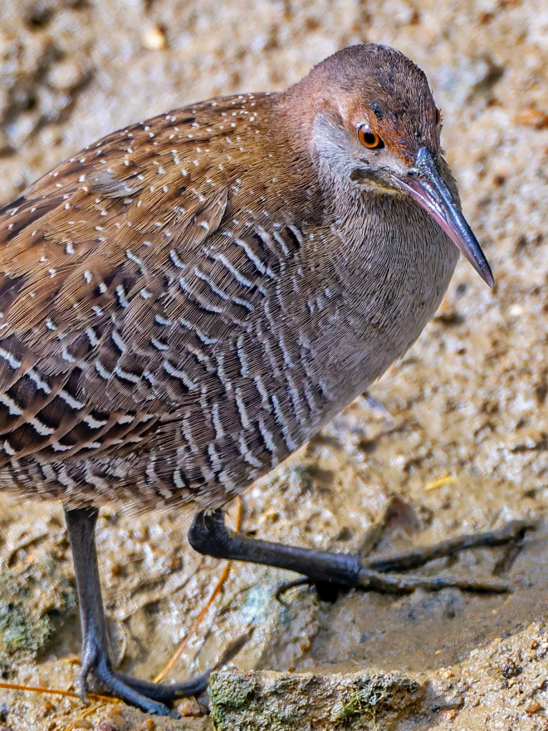 灰胸秧鸡就这样走到了脚下