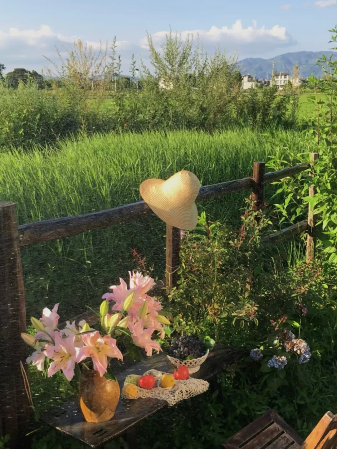植物：在旷野里，把生活过成诗