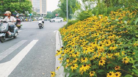 【惊艳!很多绍兴人每天路过的这条路，悄悄变美了】昨日（5月28日），记...